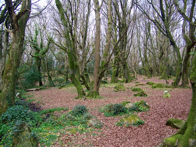 Woodland trail through Barna Woods near Galway City