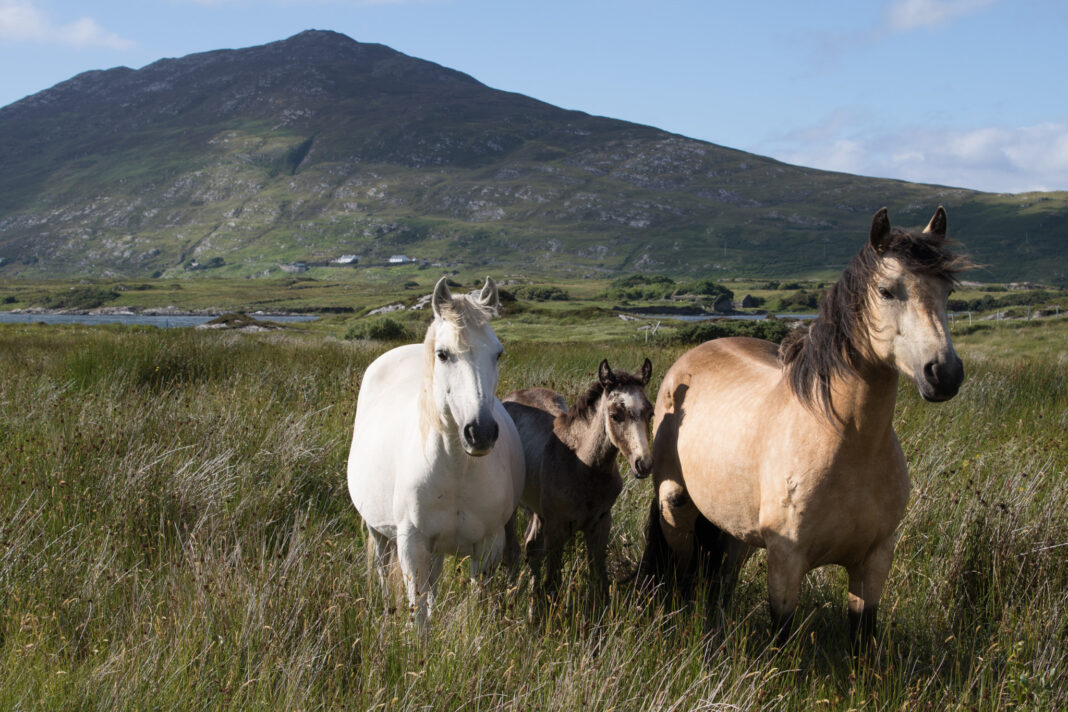Connemara ponies with Tully Mountain in the background