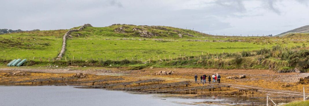 DK Connemara Oysters: A Farm Tour and Tasting on Ballinakill Bay Visitors walking beside oyster-growing trestles on the shore of Ballinakill Bay