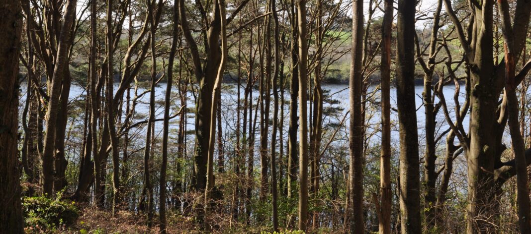 Coole Park Near Gort: Woodland Walks, Yeats and the Autograph Tree Sunlight through woodland trees beside water at Coole Park Nature Reserve